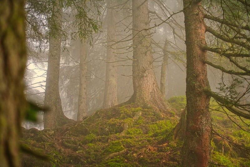 Secluded Forest Retreat